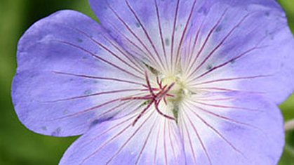 GeraniumRozanneGerwat