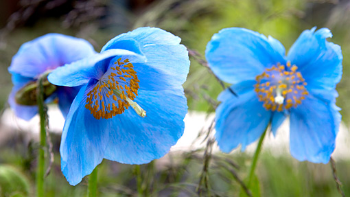 Meconopsis-Lingholm_RBS Himalayan blue poppy